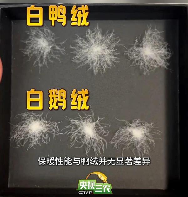 朝阳医院黄牛号贩子票贩子代网上预约代挂号电话避开“假羽绒”陷阱 这样选购不花冤枉钱