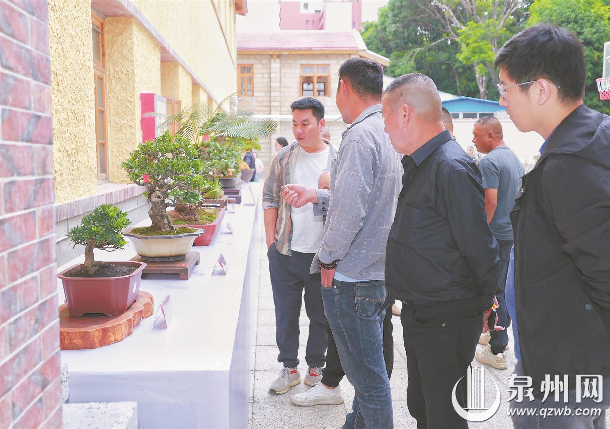 泉州市第六届盆景展举办 160株盆景“争芳斗艳”