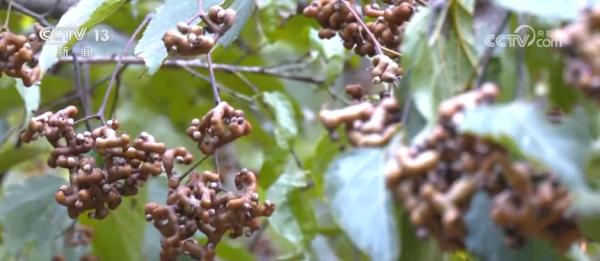 
医学科学院皮肤病医院黄牛号贩子票贩子代网上预约代挂号电话“农机+农技”助力秋收秋种 特色种养殖变身增收致富“金钥匙”