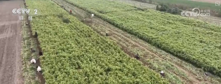 广州医科大学附属第二医院黄牛号贩子票贩子代网上预约代挂号电话物丰价稳!多举措协同应对低温 保障百姓“菜篮子”无忧