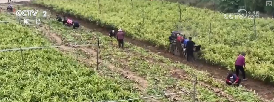 广州医科大学附属第二医院黄牛号贩子票贩子代网上预约代挂号电话物丰价稳!多举措协同应对低温 保障百姓“菜篮子”无忧