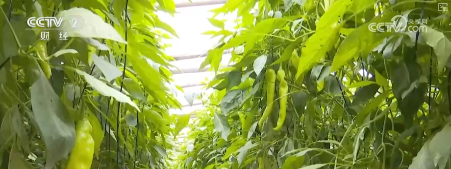 广州医科大学附属第二医院黄牛号贩子票贩子代网上预约代挂号电话物丰价稳!多举措协同应对低温 保障百姓“菜篮子”无忧