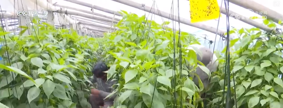 广州医科大学附属第二医院黄牛号贩子票贩子代网上预约代挂号电话物丰价稳!多举措协同应对低温 保障百姓“菜篮子”无忧