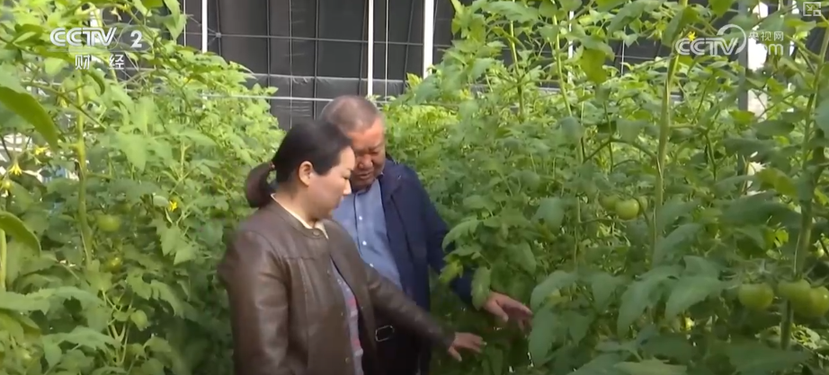 广州医科大学附属第二医院黄牛号贩子票贩子代网上预约代挂号电话物丰价稳!多举措协同应对低温 保障百姓“菜篮子”无忧