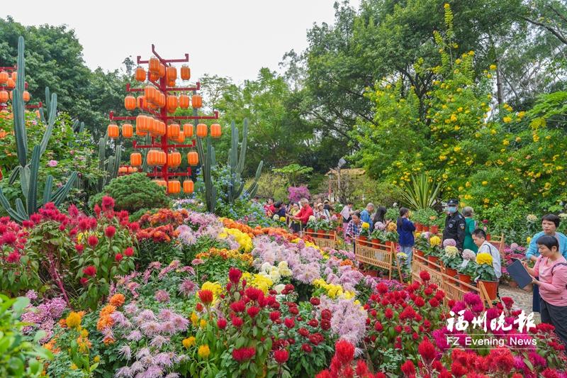 福州西湖菊展三大展点上新