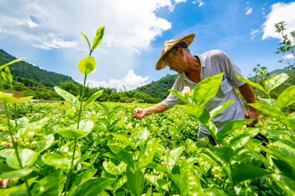 茉莉岩韵・茶连两岸 福州茉莉花茶即将亮相第十七届海峡两岸茶业博览会579