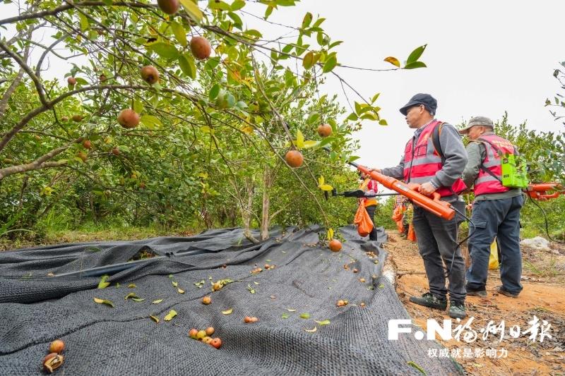 综合产值超2亿元 永泰“金果果”串成致富链