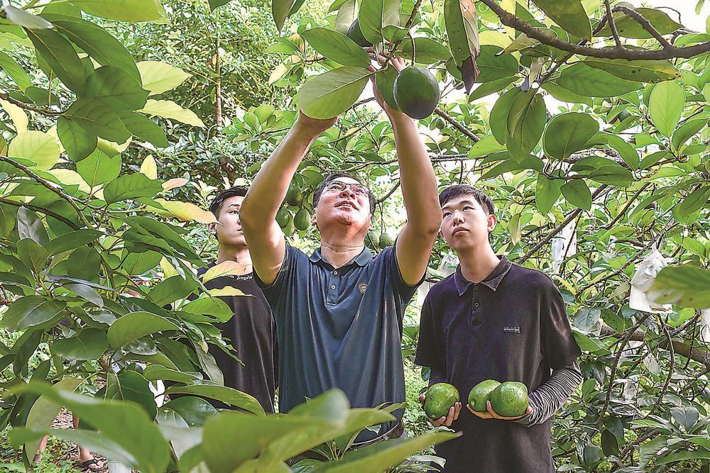十载坚守，“洋水果”挂满厦门枝头