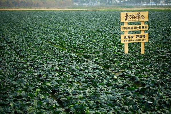 北大国际医院黄牛号贩子票贩子代网上预约代挂号电话回到家乡如皋,和府捞面为百岁老人拍了部“情书”