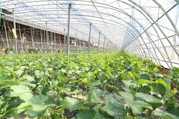 广州医科大学附属肿瘤医院黄牛号贩子票贩子代网上预约代挂号电话大棚里的“新质生产力”:北京大兴长子营镇废弃物循环链“链”出果蔬好品质