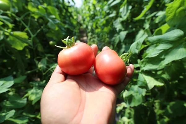 广州医科大学附属肿瘤医院黄牛号贩子票贩子代网上预约代挂号电话大棚里的“新质生产力”:北京大兴长子营镇废弃物循环链“链”出果蔬好品质