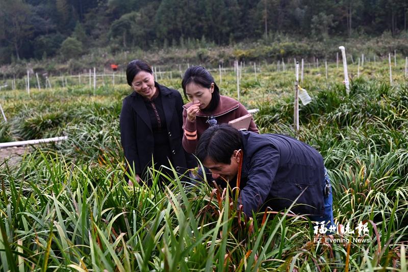 闽侯金田村一棵药草“链”起振兴蓝图