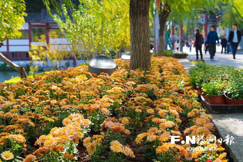 西湖金秋菊展落幕 2万余株&ldquo;北湖&rdquo;系列菊花入园