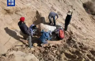 宁夏发现距今1100万年至900万年的四棱齿象化石