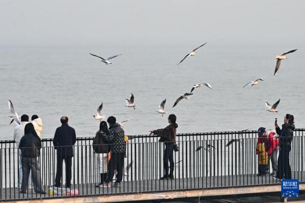 北京安贞医院赵全明温绍君宋跃顾承雄李刚闫军黄牛挂号电话冬日赏鸥趣