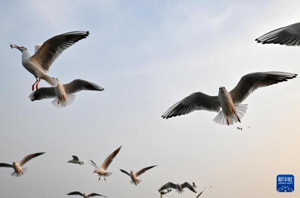 北京安贞医院赵全明温绍君宋跃顾承雄李刚闫军黄牛挂号电话冬日赏鸥趣