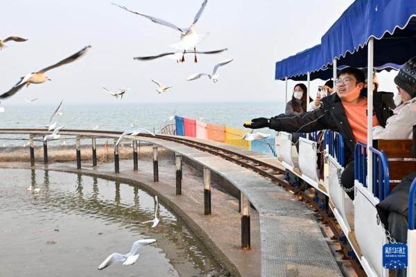 北京安贞医院赵全明温绍君宋跃顾承雄李刚闫军黄牛挂号电话冬日赏鸥趣