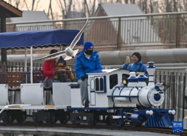 北京安贞医院赵全明温绍君宋跃顾承雄李刚闫军黄牛挂号电话冬日赏鸥趣