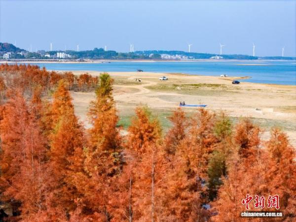 广西贺州:湿地公园水杉换上冬日“红妆”