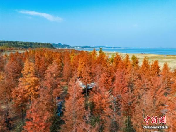 302医院黄牛号贩子票贩子代网上预约代挂号电话广西贺州:湿地公园水杉换上冬日“红妆”