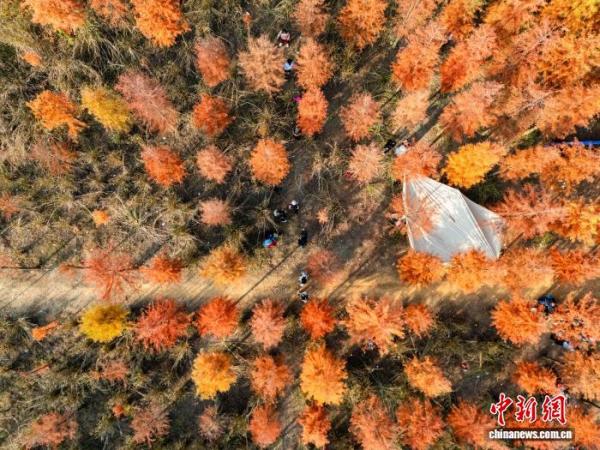 302医院黄牛号贩子票贩子代网上预约代挂号电话广西贺州:湿地公园水杉换上冬日“红妆”