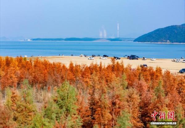 302医院黄牛号贩子票贩子代网上预约代挂号电话广西贺州:湿地公园水杉换上冬日“红妆”