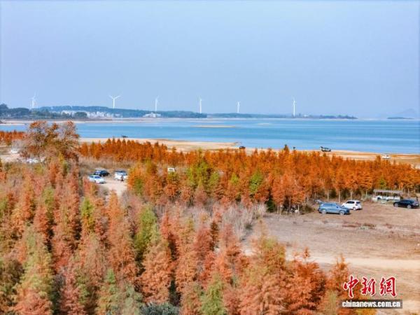 302医院黄牛号贩子票贩子代网上预约代挂号电话广西贺州:湿地公园水杉换上冬日“红妆”