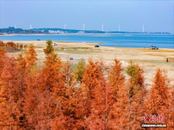 302医院黄牛号贩子票贩子代网上预约代挂号电话广西贺州:湿地公园水杉换上冬日“红妆”