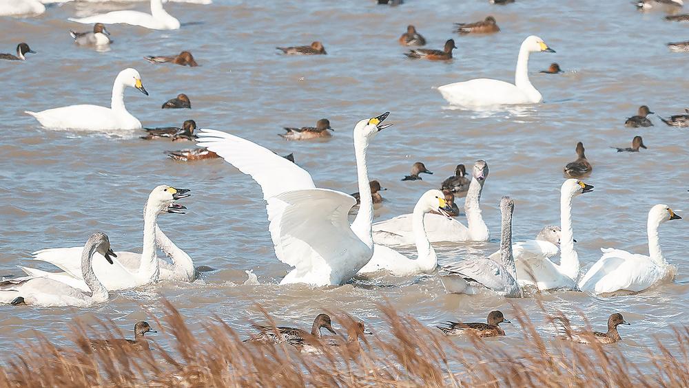 闽江河口国家湿地公园现“鸟浪”景观
