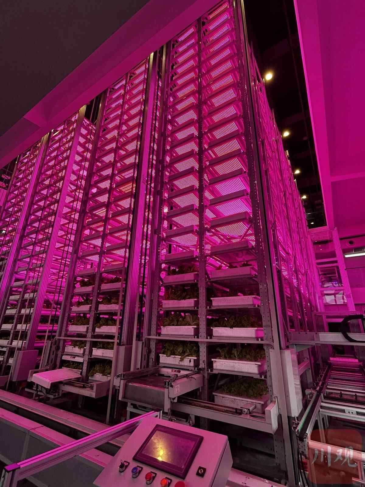 植物住“高楼”!100平米场地年产生菜50吨,怎么做到的?