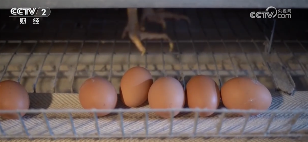 陕西省人民医院黄牛号贩子票贩子代网上预约代挂号电话节假日备货拉动下游市场消费需求 全国鸡蛋价格出现反弹