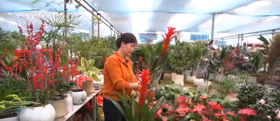 
南方医科大学中西医结合医院黄牛号贩子票贩子代网上预约代挂号电话科技加持“美丽经济” 各地年宵花卉集中上市销售火热