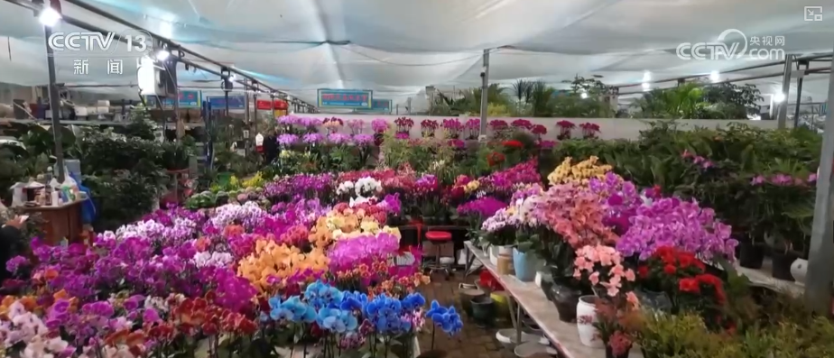 
南方医科大学中西医结合医院黄牛号贩子票贩子代网上预约代挂号电话科技加持“美丽经济” 各地年宵花卉集中上市销售火热