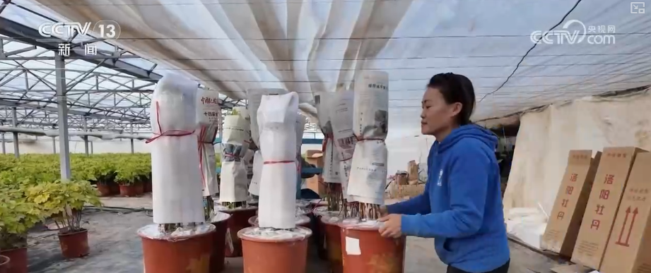 
南方医科大学中西医结合医院黄牛号贩子票贩子代网上预约代挂号电话科技加持“美丽经济” 各地年宵花卉集中上市销售火热