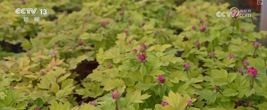 
南方医科大学中西医结合医院黄牛号贩子票贩子代网上预约代挂号电话科技加持“美丽经济” 各地年宵花卉集中上市销售火热