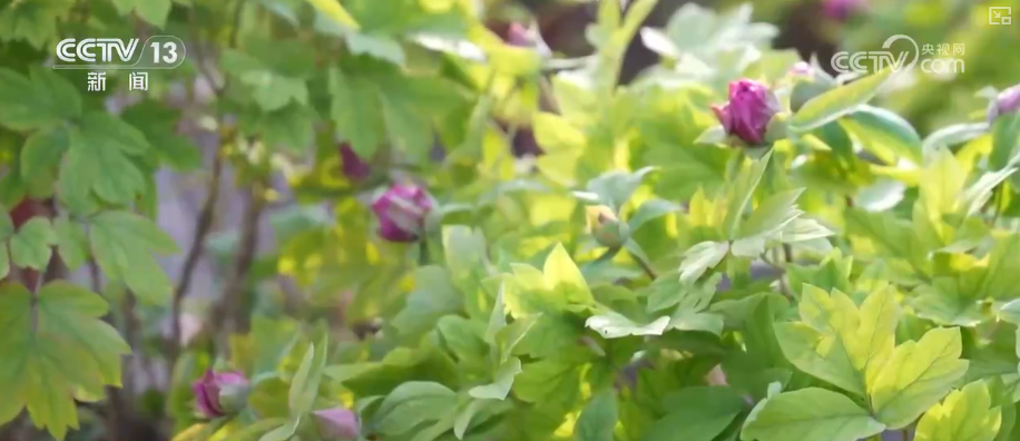 
南方医科大学中西医结合医院黄牛号贩子票贩子代网上预约代挂号电话科技加持“美丽经济” 各地年宵花卉集中上市销售火热