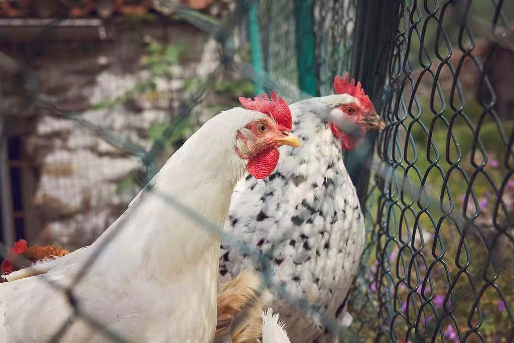 日本茨城县一养鸡场确认高致病性禽流感疫情