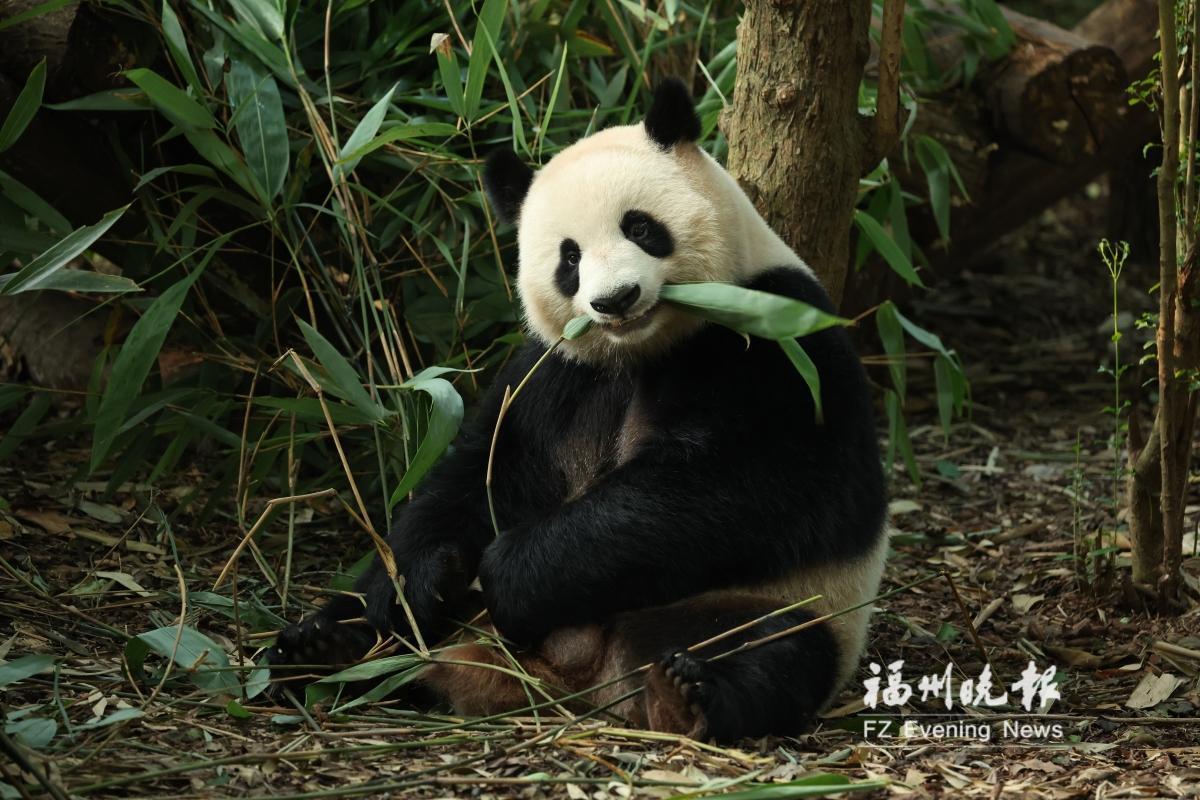 “国宝天团”入住福州熊猫世界