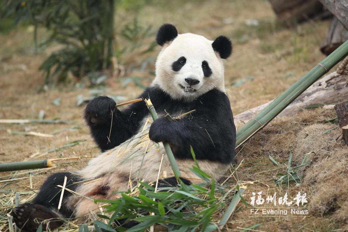 “国宝天团”入住福州熊猫世界