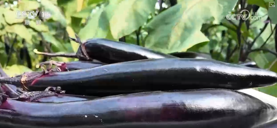 
西安各大医院黄牛挂号电话元旦假期“米袋子”“油瓶子”“菜篮子”供应物丰价稳、市场购销两旺