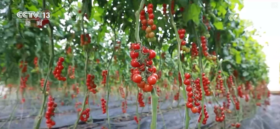 
西安各大医院黄牛挂号电话元旦假期“米袋子”“油瓶子”“菜篮子”供应物丰价稳、市场购销两旺