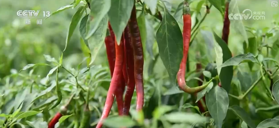 
西安各大医院黄牛挂号电话元旦假期“米袋子”“油瓶子”“菜篮子”供应物丰价稳、市场购销两旺