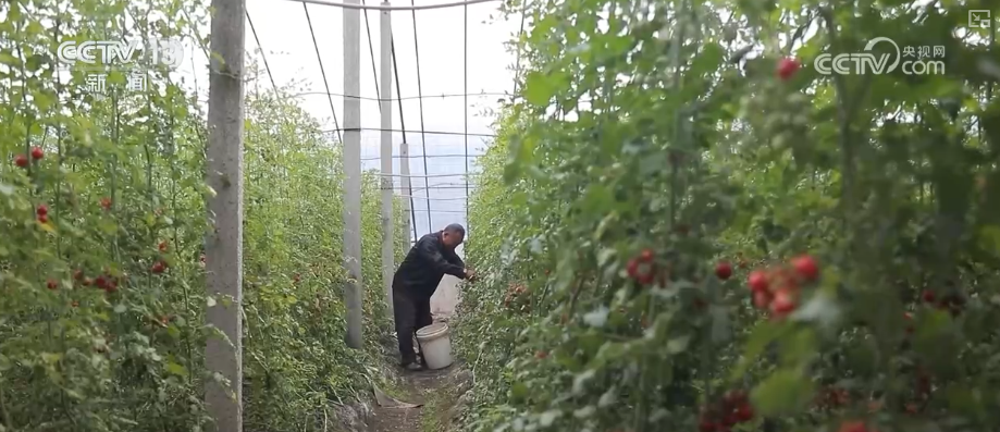 
西安各大医院黄牛挂号电话元旦假期“米袋子”“油瓶子”“菜篮子”供应物丰价稳、市场购销两旺