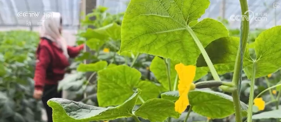 
西安各大医院黄牛挂号电话元旦假期“米袋子”“油瓶子”“菜篮子”供应物丰价稳、市场购销两旺