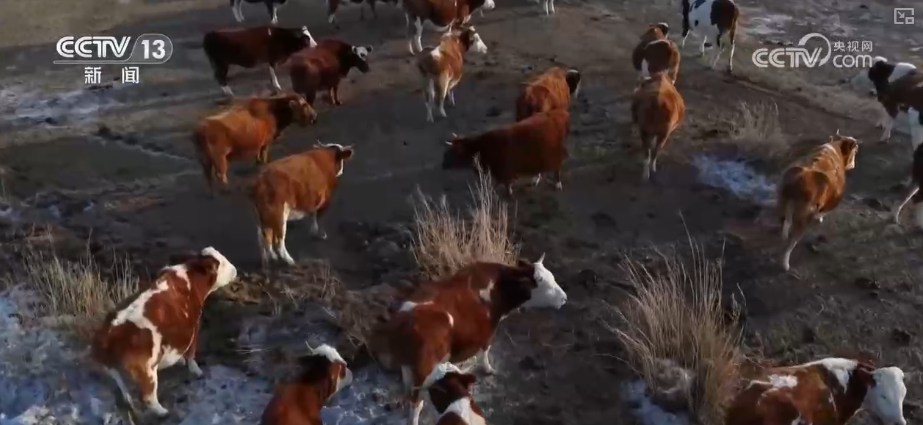 
西安各大医院黄牛挂号电话元旦假期“米袋子”“油瓶子”“菜篮子”供应物丰价稳、市场购销两旺