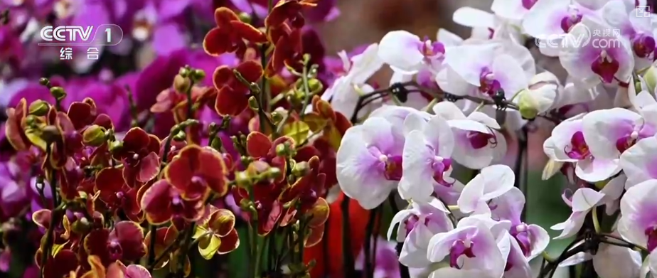 中国中医科学院广安门医院花宝金关念波郭永红陈瑞雪杜炳奎杨宗艳张宗岐黄牛挂号电话“南花北运”锁鲜达 辞旧迎新活力十足 “鲜花+”变身消费“新宠”激活经济新引擎