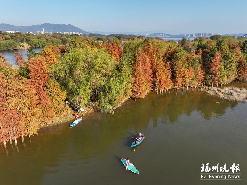 福州多处水杉林&ldquo;红&rdquo;了