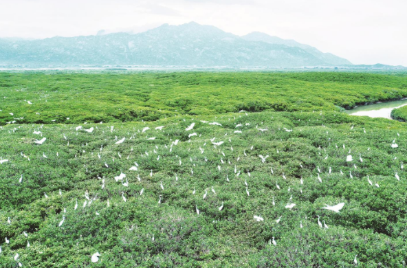 漳州红树林的“国际魅力”