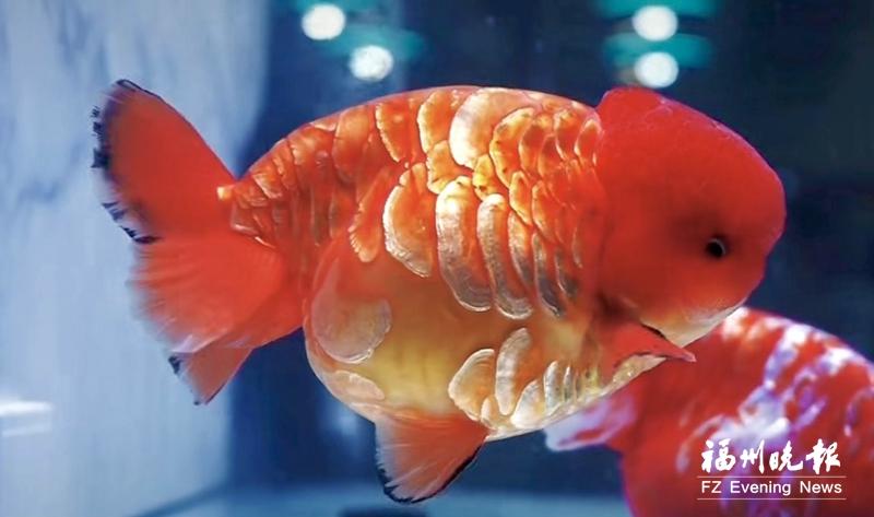 十六载匠心育一鱼 长乐龙鳞兰寿荣膺世界“鱼王” 十六载匠心育一鱼 长乐龙鳞兰寿荣膺世界“鱼王”