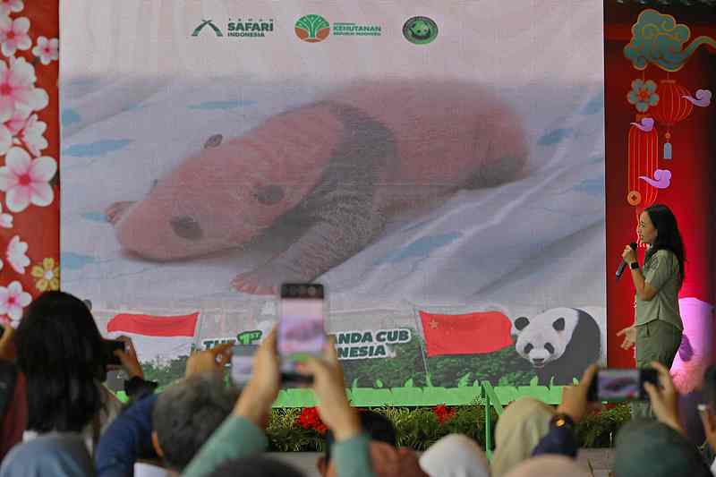 印尼首次迎来大熊猫幼仔诞生